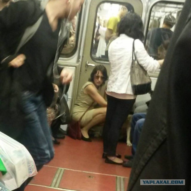 Украли собаку поводыря