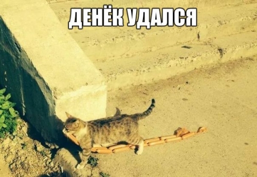 Котовторник