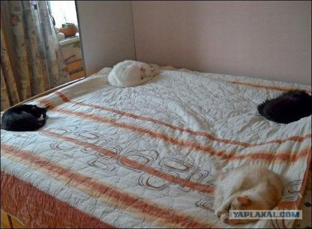 Котовторник 20.10.2015
