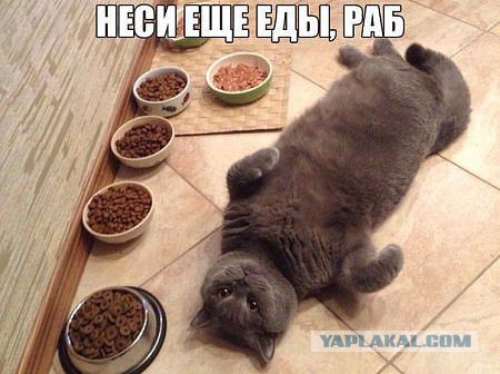 Кто съел сметану?