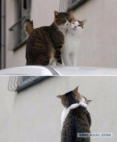 Котовторник