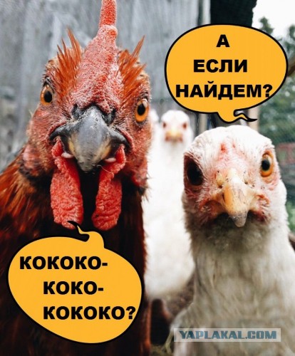 Весёлые картинки