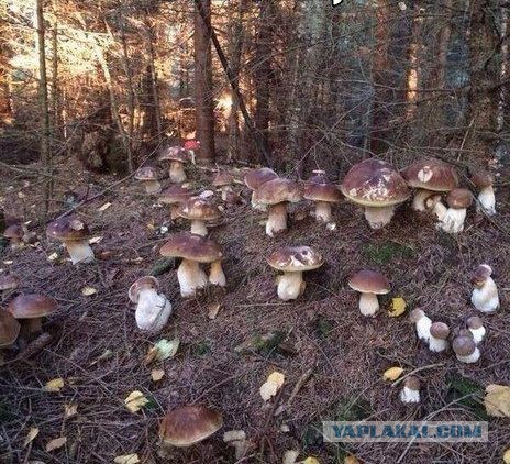 Грибы которые я собрал и ...