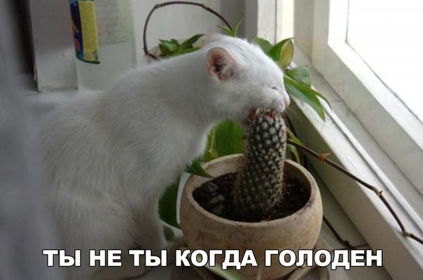 Прикольные животные