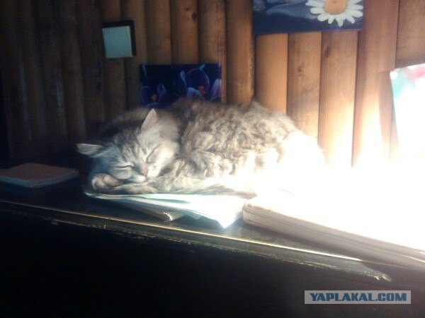 Невероятная кошка Алиса с шерсткой цвета мрамора