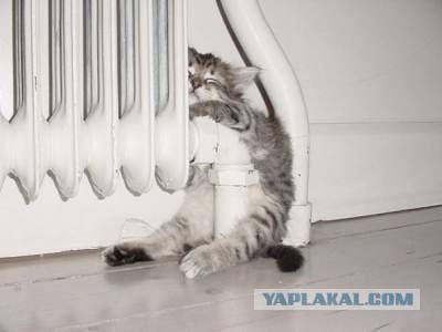 Кошачьи сны