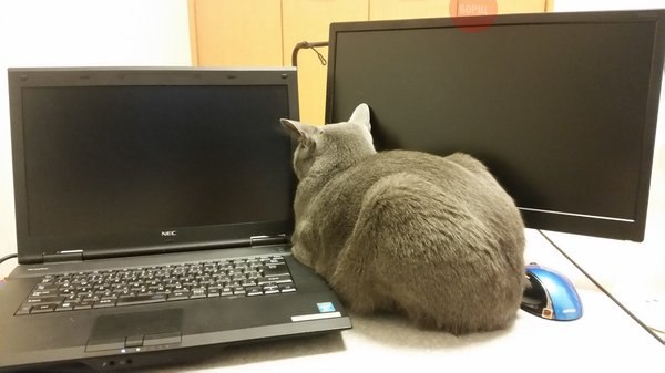 Коты из сети