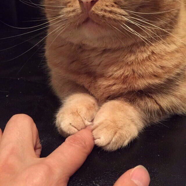 Коты из сети