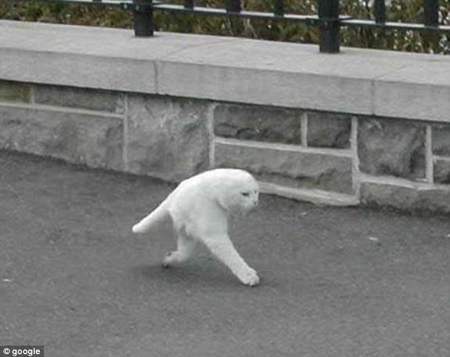 О братьях наших меньших