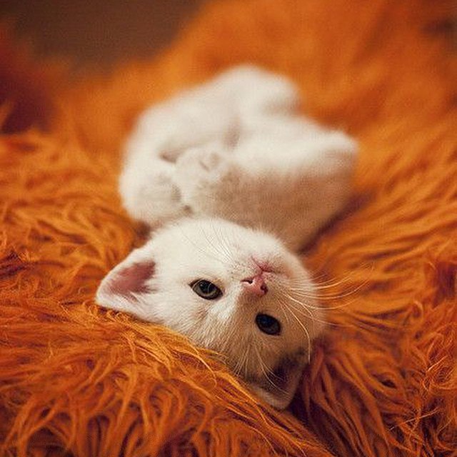 Коты и Кошки