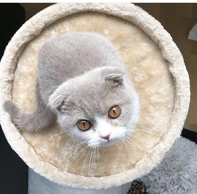 Коты и Кошки