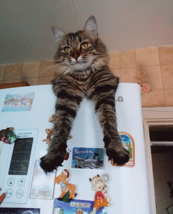 Коты и Кошки