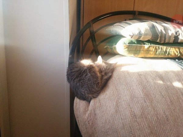 Коты и Кошки