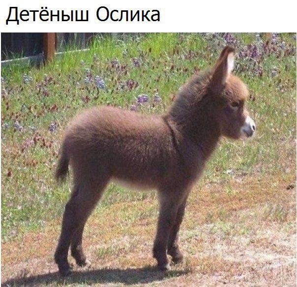 Живность из сети