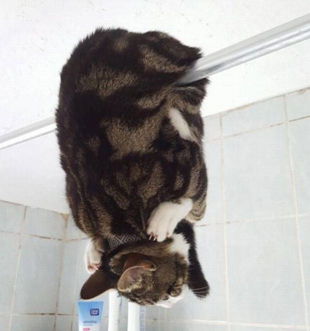 Коты и Кошки