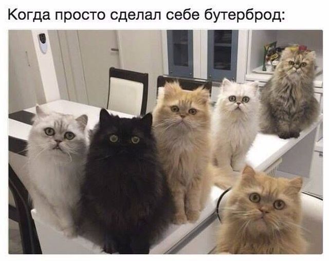 Коты и Кошки