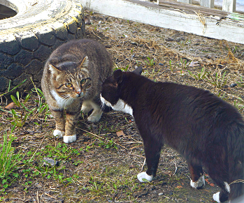 Котовторник