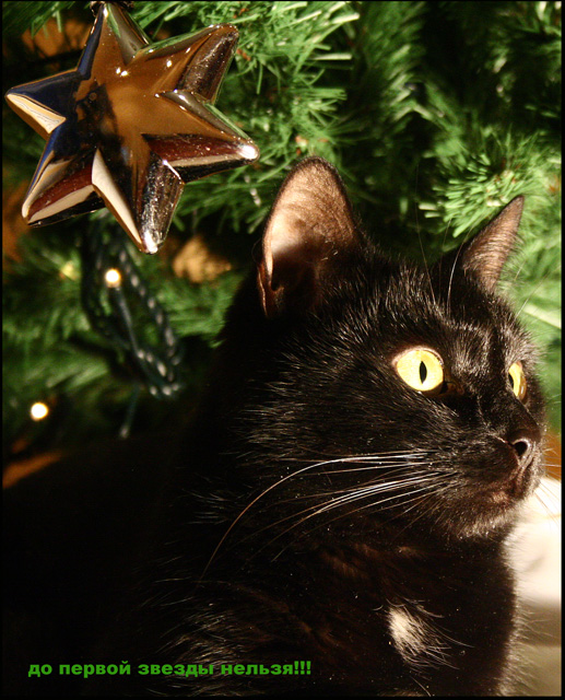 Новогодний КОТОВТОРНИК!