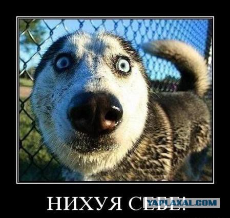Происхождение интернет мемов которые мы все так любим