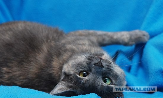 Котовторник стартует