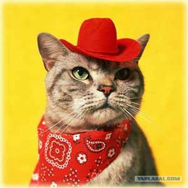 Котовторник объявляется открытым!