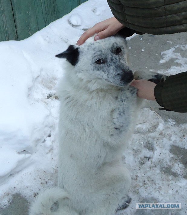Собака-виновака