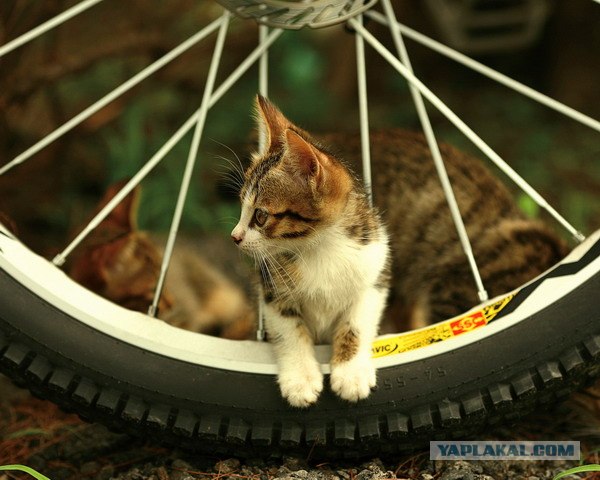 Котовторник! 11.10.11