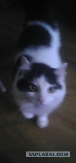Котовторник 27.03.2012