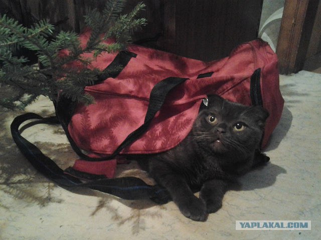 Котовторник 29.05.2012