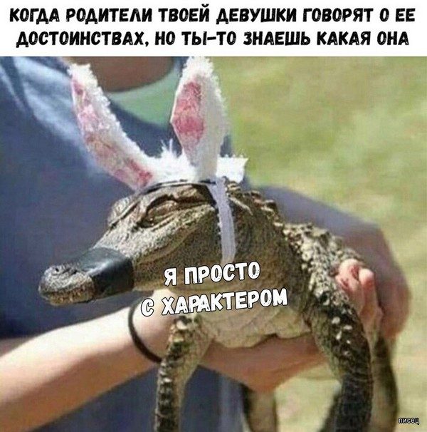 Веселые картинки когда...