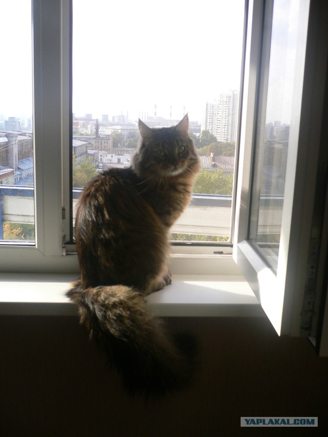 Котовторник 31.07.2012 г.