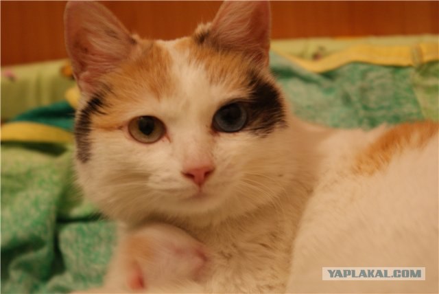 Час назад принял роды у своего котэ ))