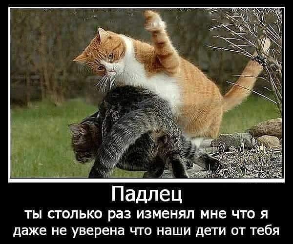 Почему изменяют жены