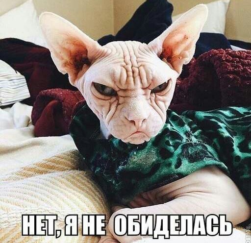 Котофотки с описанием