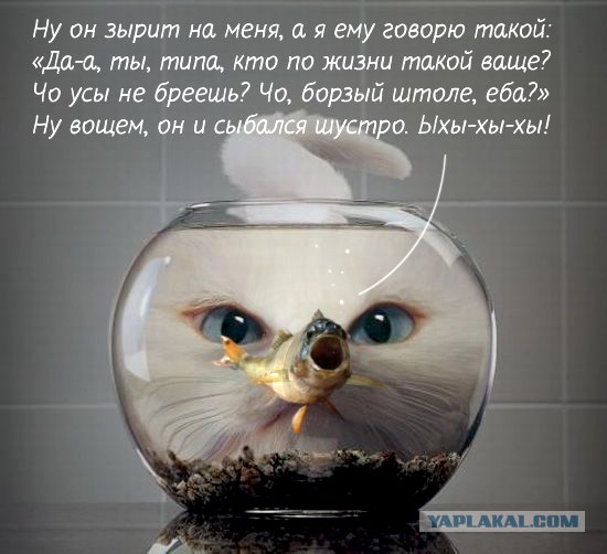 Фотожаба: "Чо?"