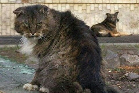 Злые котики - к последнему летнему котовторнику