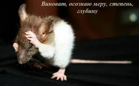 «Полезные» санкции