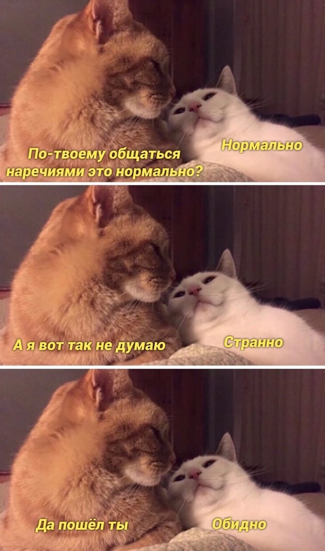 Весёлый полтишок 08.11.22
