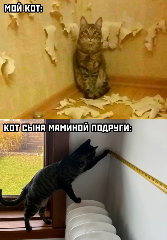 Весёлый полтишок 21.11.22