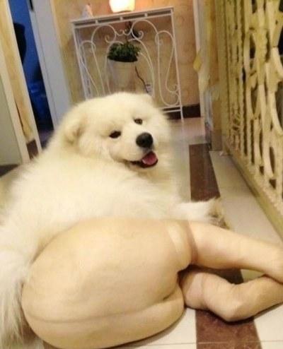 Наш хозяин идиот