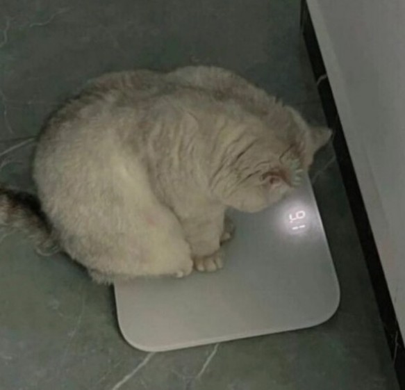С котовторником ЯПовцы