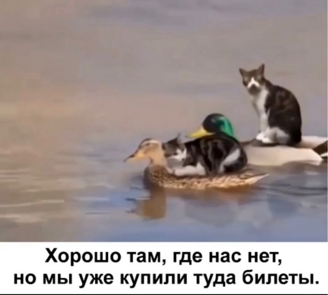 Завалялось тут случайно немного забавных картинок