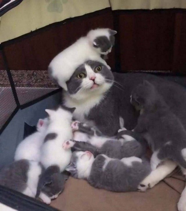 К котовторнику: подборка картинок-баянов с котиками и про котиков. Выпуск 23.