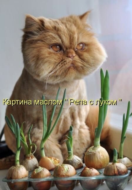 Прикольные и просто красивые картинки 25.11.2025