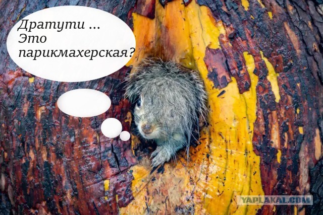 Объявлены имена победителей Wildlife Comedy Awards 2025