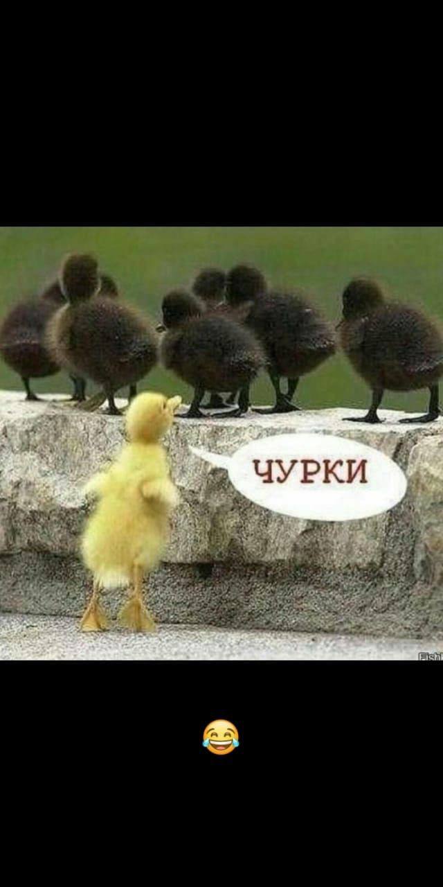 В Намибии африканка погибла, пытаясь сфотографироваться с якобы мёртвым слоном