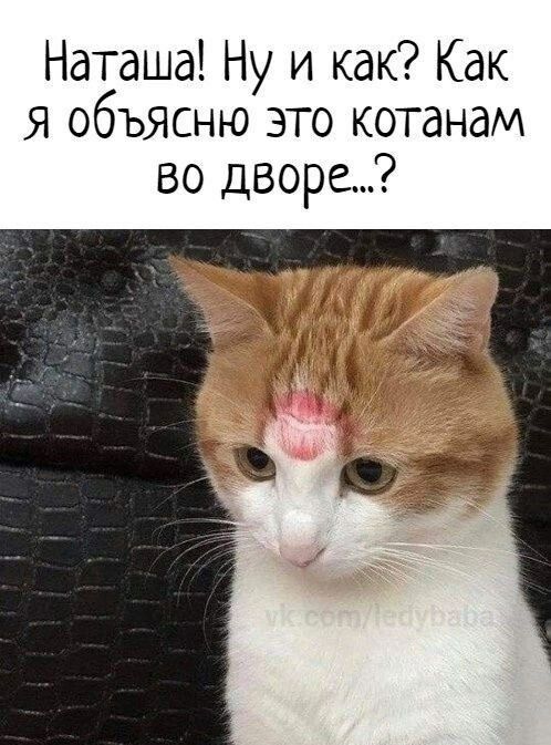 Картинки для деградации 166 (разной степени свежести)