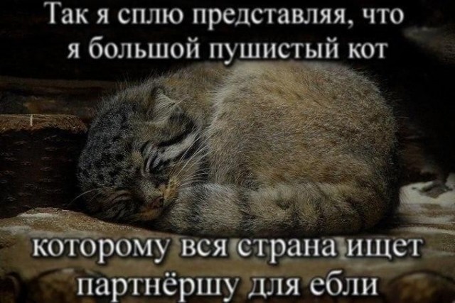 К котовторнику: подборка картинок-баянов с котиками и про котиков. Выпуск 37.