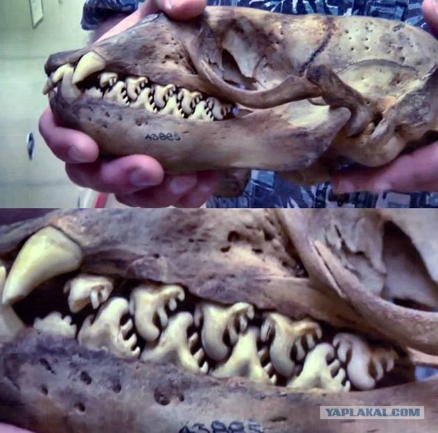 Кошмар стоматолога, природа поражает