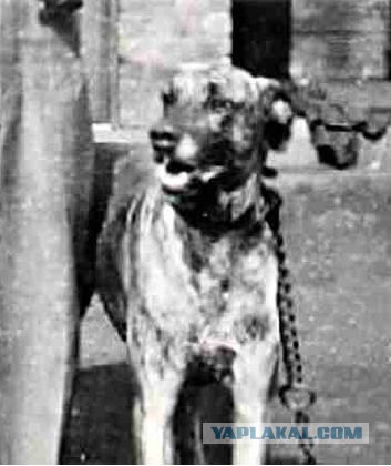 О, my dog